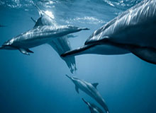 “泰山小将”精英赛队伍参观山东泰山，24日将在山东主场颁奖